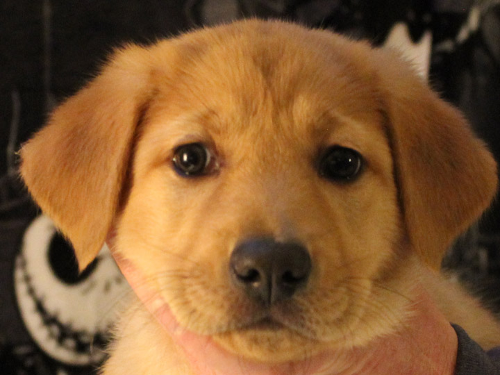 chinook puppy